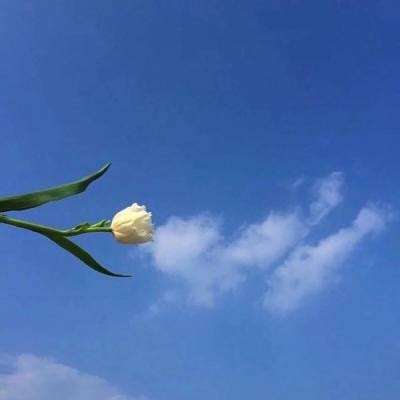 鸣潮抽卡模拟器游戏下载